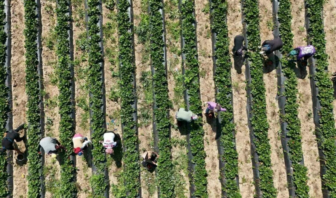 Bursa’da ’kırmızı elmas’ hasadı başladı Bursa’nın İnegöl ilçesinde üretilen ’kırmızı elmas’ olarak nitelendirilen Kurşunlu çileğinde