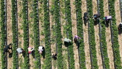 Bursa’nın İnegöl ilçesinde üretilen ’kırmızı elmas’ olarak nitelendirilen Kurşunlu çileğinde