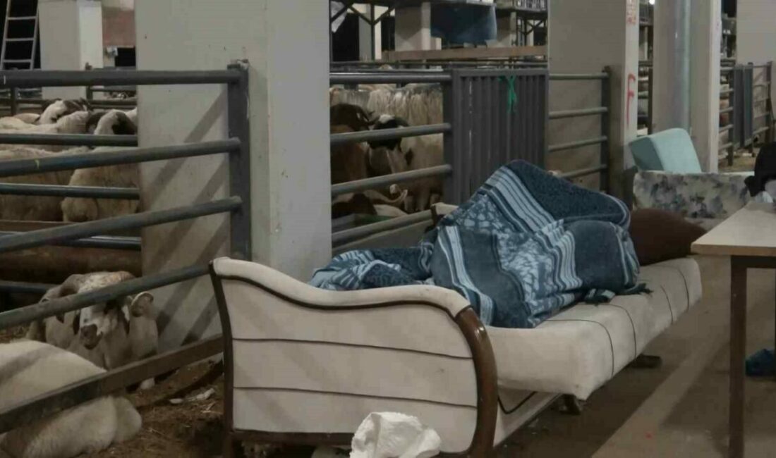 Bursa’da kurban bayramı arifesinde kurban pazarlarında nöbet tutuluyor. Ürünlerini satmak