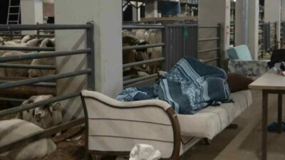 Bursa’da kurban bayramı arifesinde kurban pazarlarında nöbet tutuluyor. Ürünlerini satmak