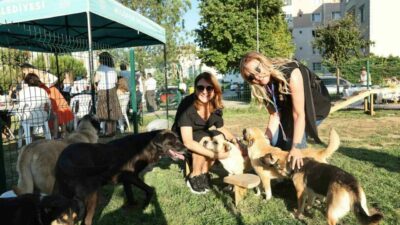 Nilüfer Belediyesi, sokak hayvanlarına sıcak bir yuva bulmak amacıyla “Bir