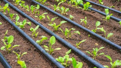 Bursa’da tarım ve hayvancılıkla uğraşan üreticiyi her alanda desteklemeye devam