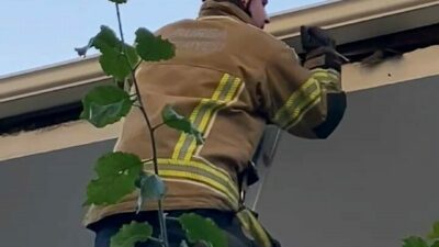 Bursa’nın İnegöl ilçesinde çatıya sıkışan ebabil kuşu, itfaiye ekiplerinin müdahalesiyle