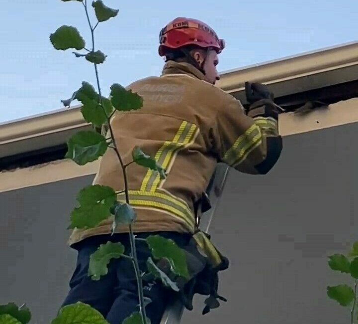 Çatıya sıkışan kuş itfaiye tarafından kurtarıldı Bursa’nın İnegöl ilçesinde çatıya sıkışan ebabil kuşu, itfaiye ekiplerinin müdahalesiyle