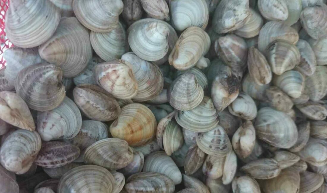 Geçen yıl diğer deniz ürünlerinden olan deniz patlıcanında üretim yüzde