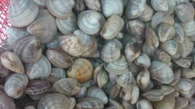 Geçen yıl diğer deniz ürünlerinden olan deniz patlıcanında üretim yüzde