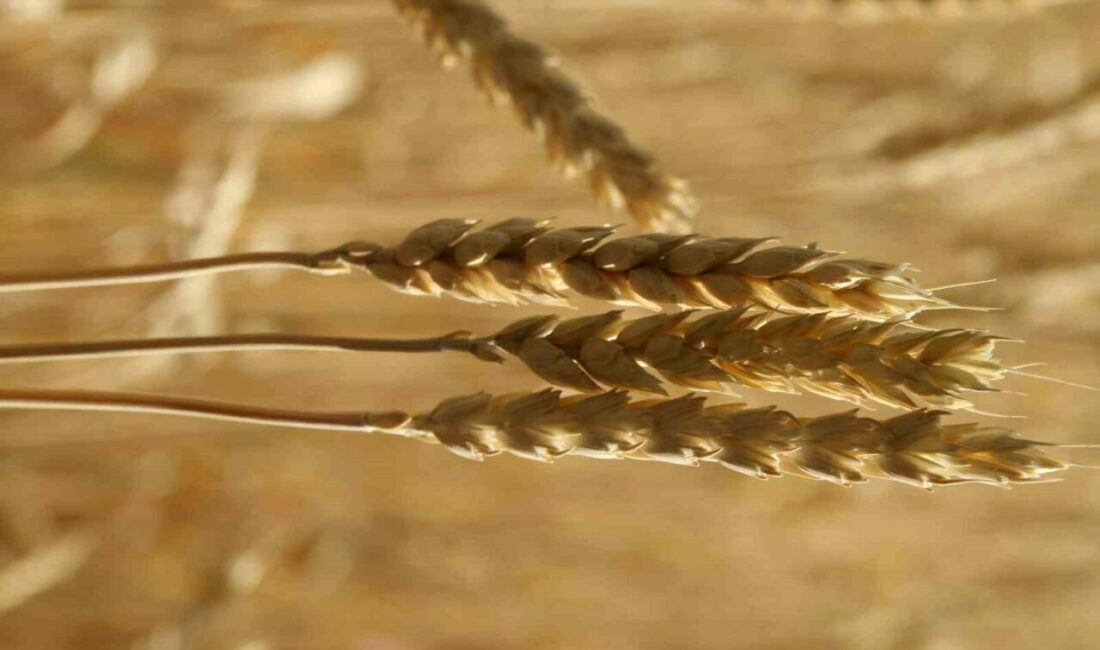 Türkiye Ürün İhtisas Borsası (TÜRİB) Elektronik Ürün Senedi (ELÜS) piyasasında