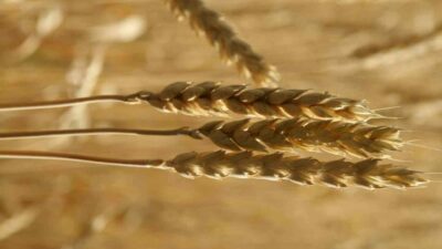 Türkiye Ürün İhtisas Borsası (TÜRİB) Elektronik Ürün Senedi (ELÜS) piyasasında