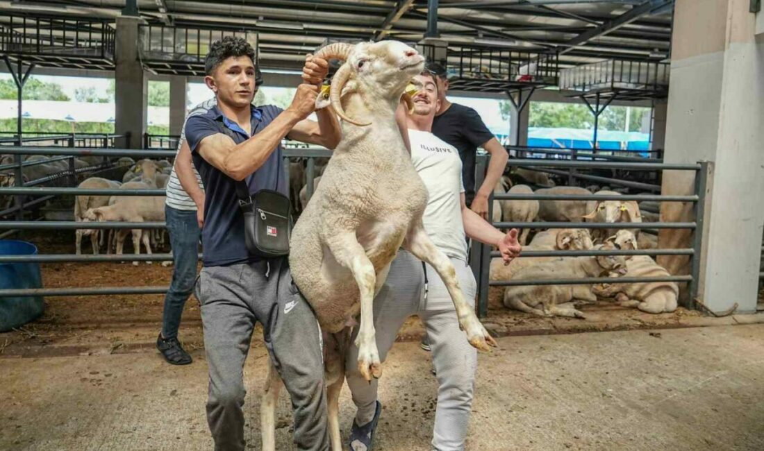 Bursa’da kurbanlık olarak satılan 4 boynuzlu koçu görenleri hayrete düşürüyor.