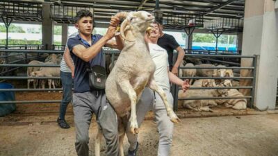 Bursa’da kurbanlık olarak satılan 4 boynuzlu koçu görenleri hayrete düşürüyor.