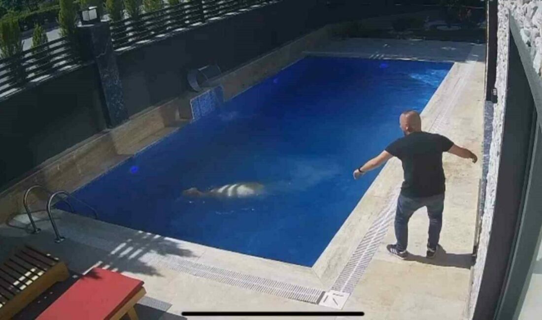 Bursa’nın İnegöl ilçesinde firar eden kurbanlık koç, havuza atladı. O