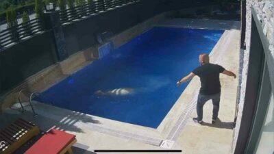 Bursa’nın İnegöl ilçesinde firar eden kurbanlık koç, havuza atladı. O