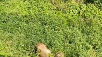 Bursa’nın İnegöl ilçesinde her Kurban Bayramı’nda olduğu gibi bu yıl