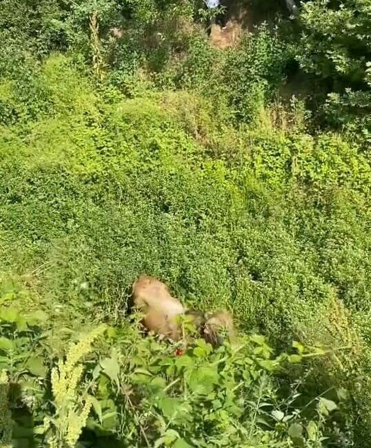 Bursa’nın İnegöl ilçesinde her Kurban Bayramı’nda olduğu gibi bu yıl