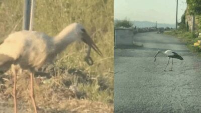 Bursa’da havaların ısınmasıyla ortaya çıkan yılanlar vatandaşları tedirgin ederken, leylek
