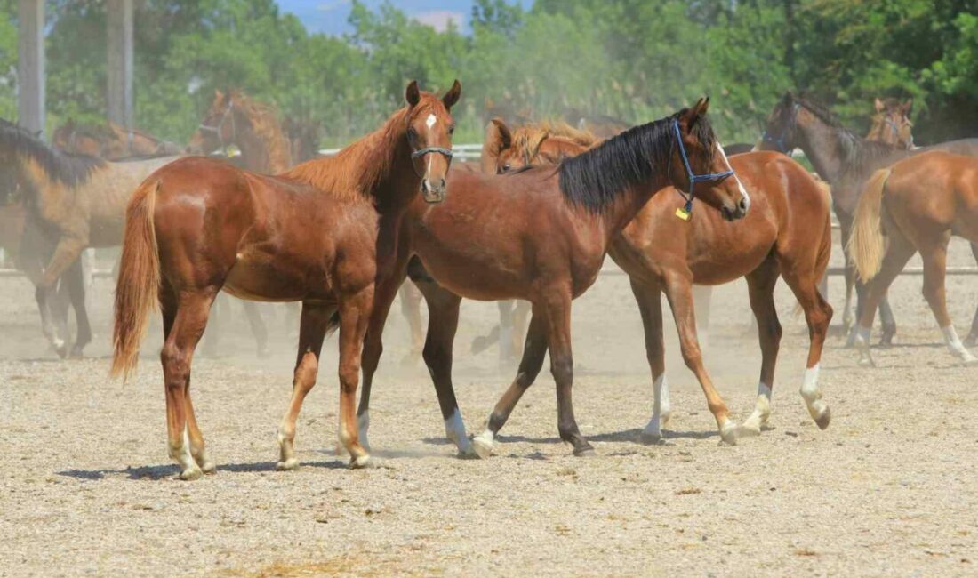 Tarım İşetmeleri Genel Müdürlüğü (TİGEM) Karacabay Tarım İşletmesi bünyesinde bu an Arap