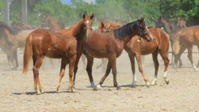 Tarım İşetmeleri Genel Müdürlüğü (TİGEM) Karacabay Tarım İşletmesi bünyesinde bu an Arap