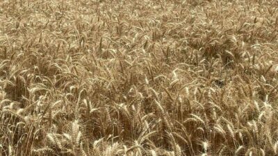 Türkiye Ürün İhtisas Borsası (TÜRİB) Elektronik Ürün Senedi (ELÜS) piyasasında