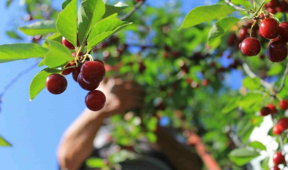 ?Her yıl Şanlıurfa ve Diyarbakır gibi kentlerden ailece yola çıkan ve