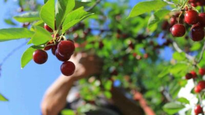 ?Her yıl Şanlıurfa ve Diyarbakır gibi kentlerden ailece yola çıkan ve