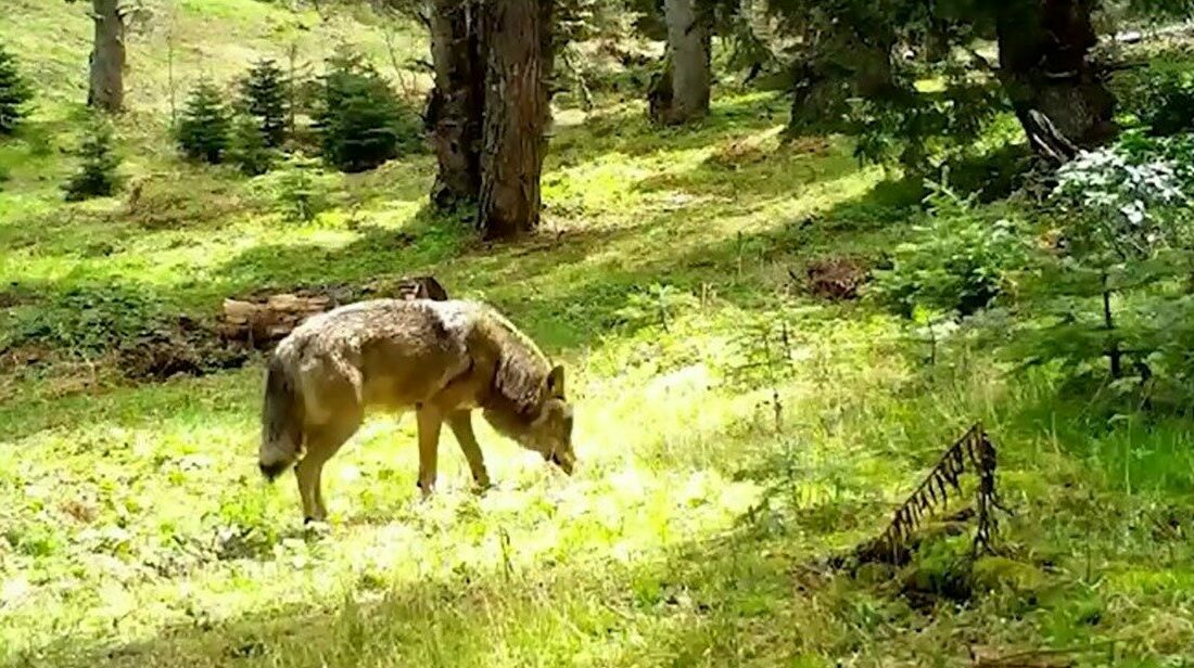 Güçlü yapısı, keskin bakışları ve ormanın içinde süzülen sessiz adımlarıyla
