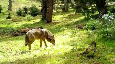 Güçlü yapısı, keskin bakışları ve ormanın içinde süzülen sessiz adımlarıyla