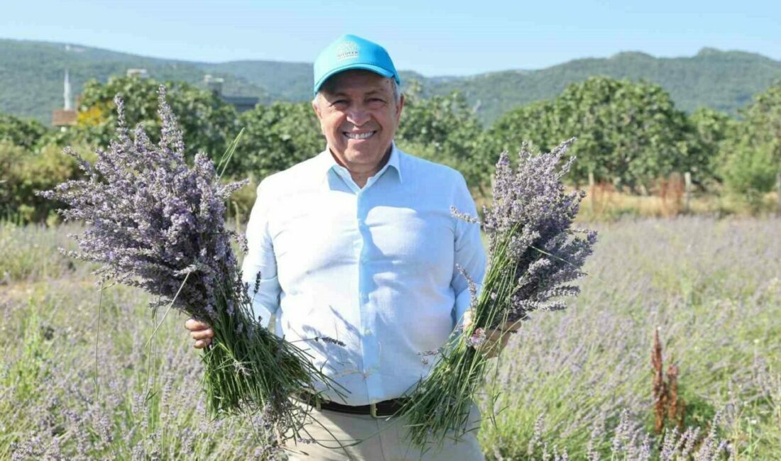 Nilüfer Belediyesi’nin 40 dönümlük alanda ürettiği lavantalarda bu yıl 4