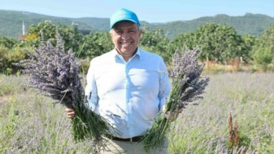 Nilüfer Belediyesi’nin 40 dönümlük alanda ürettiği lavantalarda bu yıl 4