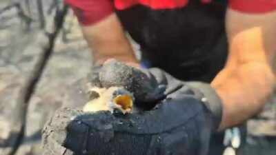 Bursa’da Yenişehir ilçesinde çıkan yangında ekipler yavru kuşu kurtardı. Bursa’da