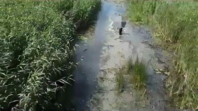 Bursa İl Jandarma Komutanlığı, sülük toplamak için Uluabat Gölü sazlıkları