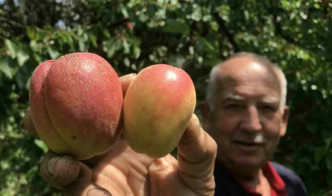 Tazesinin kilosu pazar ve marketlerde 100 liradan satılan kayısının kurusu,