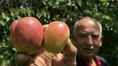 Tazesinin kilosu pazar ve marketlerde 100 liradan satılan kayısının kurusu,