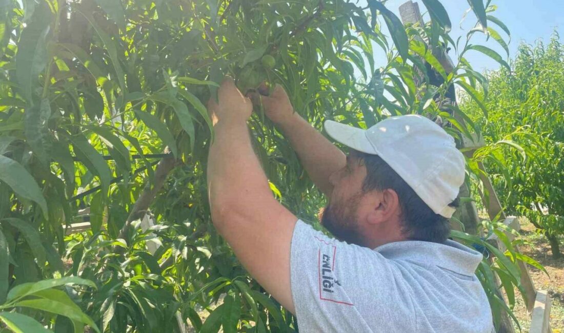 Türkiye’nin şeftali ve armut üretiminde önde gelen Bursa’nın Gürsü ilçesindeki