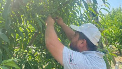 Türkiye’nin şeftali ve armut üretiminde önde gelen Bursa’nın Gürsü ilçesindeki