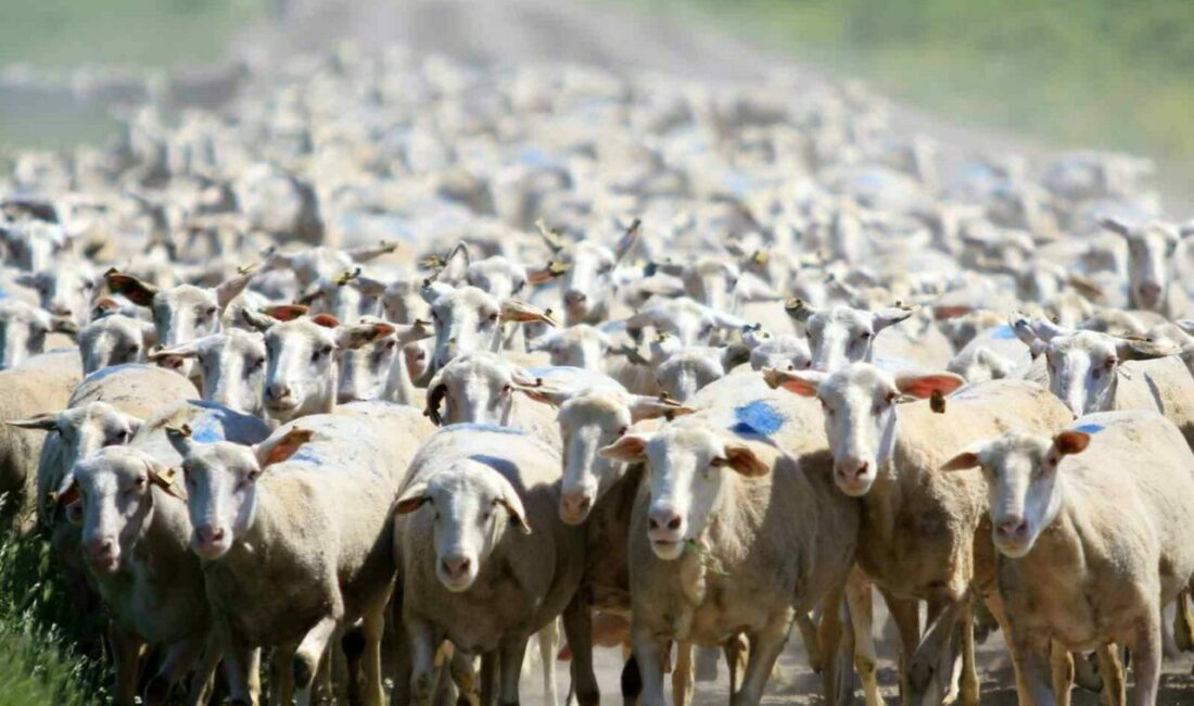 Tarım İşletmeleri Genel Müdürlüğü (TİGEM) Karacabay Tarım İşletmesi, koyunculuk faaliyetleri