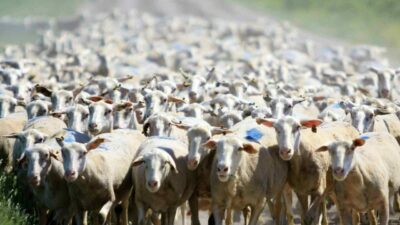 Tarım İşletmeleri Genel Müdürlüğü (TİGEM) Karacabay Tarım İşletmesi, koyunculuk faaliyetleri