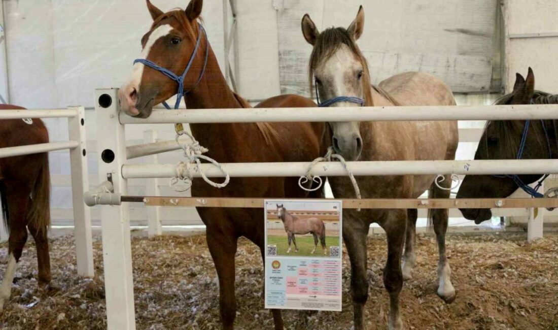 TİGEM, tay satışından tek seferde 31 milyon 20 bin liralık gelir elde etti Karacabey Harası’nda 54 tayın satışından 31 milyon 20 bin lira