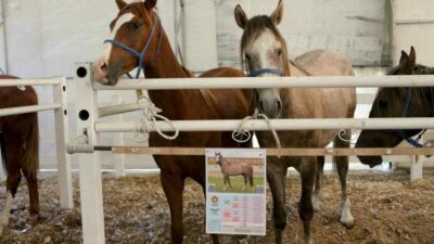 Karacabey Harası’nda 54 tayın satışından 31 milyon 20 bin lira