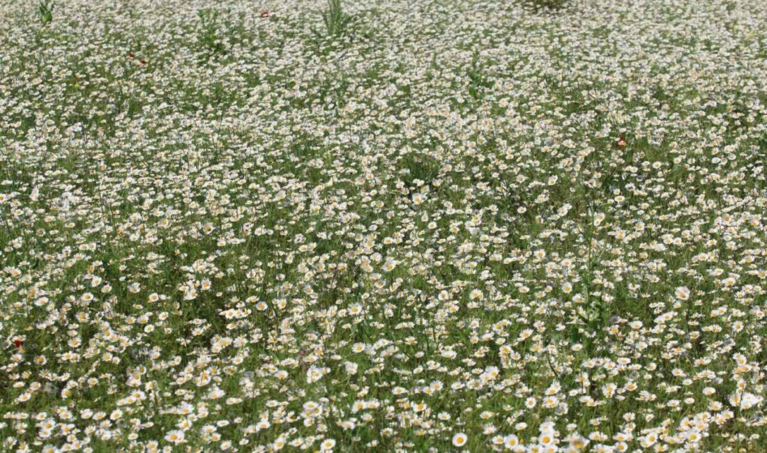 Tarım İşletmeleri Genel Müdürlüğü (TİGEM) Karacabay Tarım İşletmesinin meralarında oluşan dönümlerce