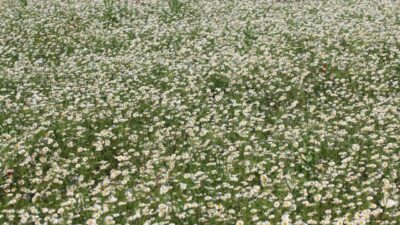 Tarım İşletmeleri Genel Müdürlüğü (TİGEM) Karacabay Tarım İşletmesinin meralarında oluşan dönümlerce