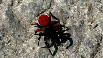 Bursa’nın İnegöl ilçesinde ’zehirli uğur böceği’ (Eresus cinnaberinus) görüldü. İnegöl