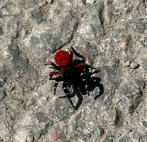 Uğur böceği görünümlü böcek, sandığınız kadar masum değil Bursa’nın İnegöl ilçesinde ’zehirli uğur böceği’ (Eresus cinnaberinus) görüldü. İnegöl
