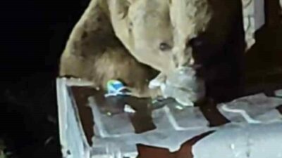 Türkiye’nin en önemli turizm merkezlerinden biri olan Uludağ’da aç kalan