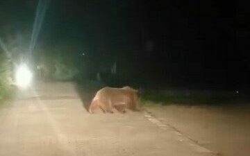 Bursa’da anne ayı ve üç yavrusu yiyecek bulmak için mesire