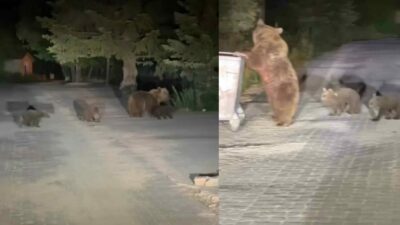 Bursa Uludağ’da boz ayı yavrularıyla birlikte çöp konteynerlerinde yiyecek ararken