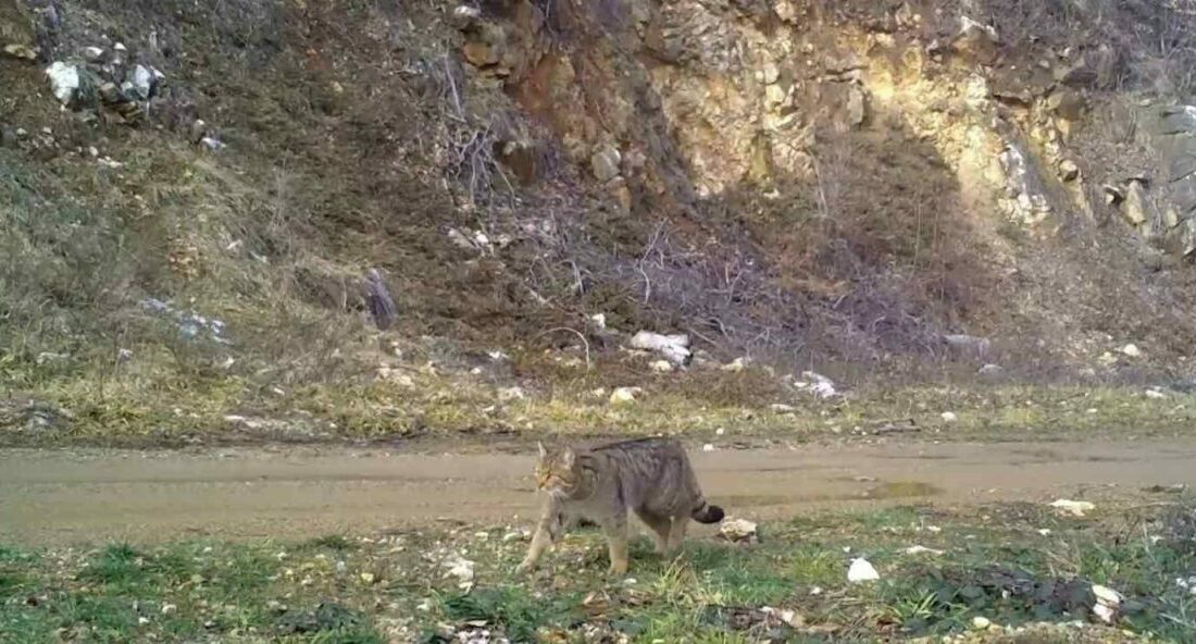 Evcil kedilerin atası olarak bilinen ve gündüzleri neredeyse görmenin imkansız