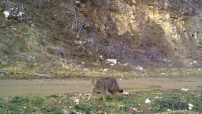 Evcil kedilerin atası olarak bilinen ve gündüzleri neredeyse görmenin imkansız