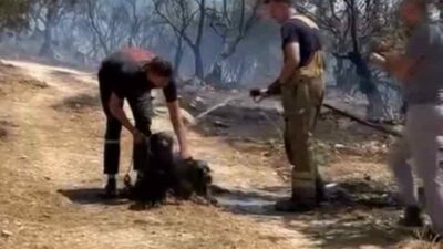 Bursa’nın Osmangazi ilçesinde çıkan yangında, vatandaşlar tarafından kurtarılan köpeklere itfaiye