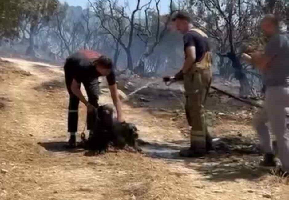 Bursa’nın Osmangazi ilçesinde çıkan yangında, vatandaşlar tarafından kurtarılan köpeklere itfaiye