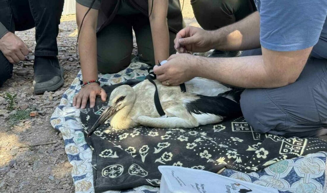 Tarım ve Orman Bakanlığı, Doğa Koruma ve Milli Parklar (DKMP)